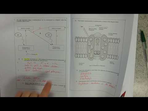 C1 Class questions Q1 LIght dependent reactions model answer