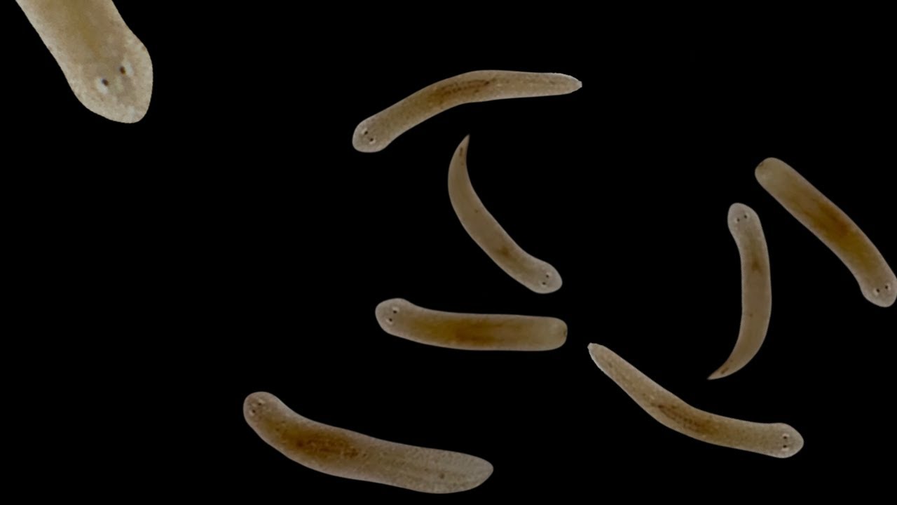 Боремся с планарией!