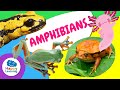 Understanding Amphibians
