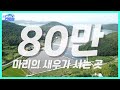 곧 여러분이 드실 새우! 이렇게 키웁니다 [남튜버]