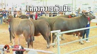 โคตรควายตัวเมีย! ชิงแกรนด์แชมป์เพศเมีย ลุ้นแทบเป็นลม