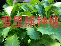 【种菜】雪里蕻种植 (How to grown Chinese green mustard)