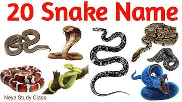 Snake Name for Kids | Learn 20 Types of Snake in English | Preschool & Toddler Learning Video 