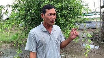 LiverBio (Phòng và trị tôm bị vàng gan, teo gan, bệnh gan tuỵ...) - 100% thảo dược | Âu Mỹ (AEC)