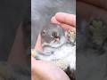 手のひらサイズのうさぎさん♪