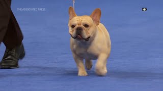 John O'Hurley previews the 2023 'The National Dog Show' competition