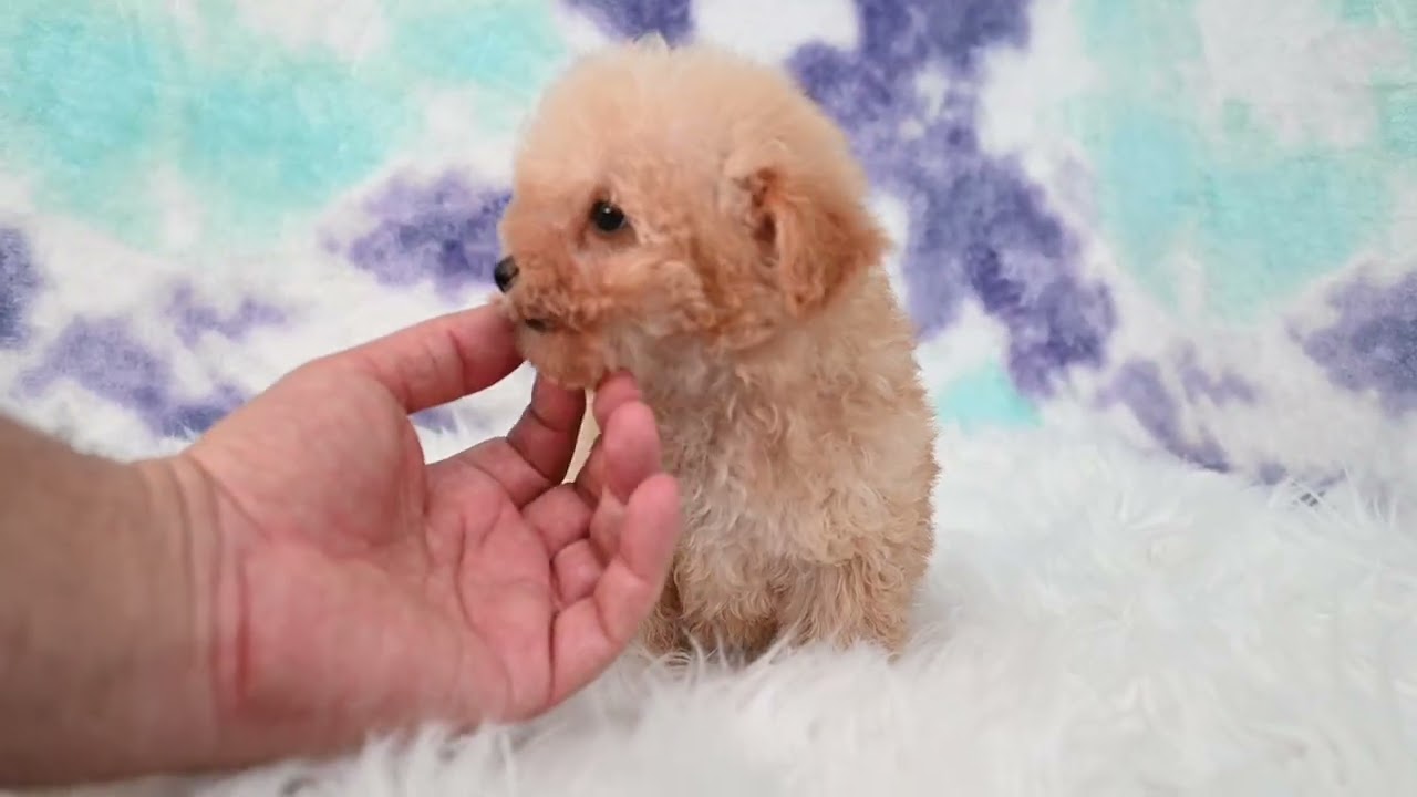 Sweet Male Maltipoo Puppy - Harley (ID: 3886) Update | ABC Puppy