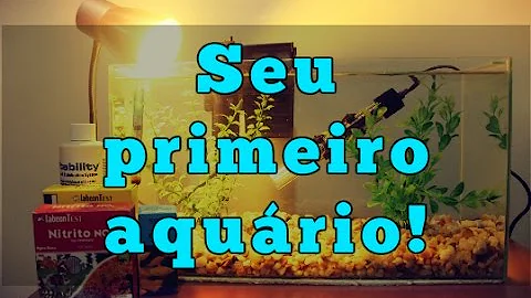 Como cuidar de um aquário com peixes pequenos?