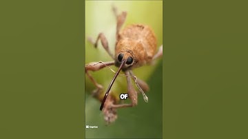 Acorn Weevil | The Drill Insect