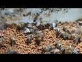 Beekeepers and stingless bee getting bee pollen #honey #beekeeper #beehive #nature #beelove #farm