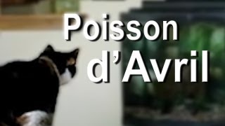 POISSON D'AVRIL  PAROLE DE CHAT