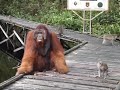 Don't steal a banana out of an orangutan's mouth...
