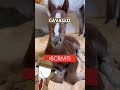 Questo RAGAZZO MU0RE DURANTE una GARA a CAVALLO MA VINCE!😱🐴 - #storia #virale #perte