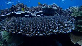 Diving Around Mackay Queensland Australia