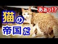 【海外の反応】衝撃!日本の猫島が想像以上に猫島で世界が仰天!外国人「ここが天国か!w」「日本に行ったら絶対ここ行く!」【すごい日本】