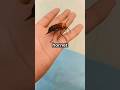 "Murder Hornet” Invasion: Should the U.S. Be Worried? 🐝