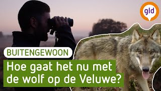 BuitenGewoon - Over wolven op de Veluwe