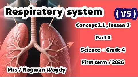 lesson 3 , part 2 , the respiratory system , grade 4 first term 2026 رابعه