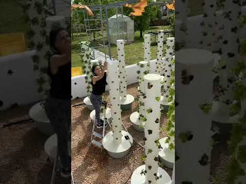 Video: Aeroponische Gartenarbeit – So erstellen Sie ein aeroponisches System für Pflanzen