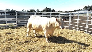2026 Q4Q Lot 11 BDF Henry 2517