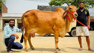 🐄👌यादव डेयरी फ़ार्म पर सुन्दर व दुधारू गाय का भारी भरकम लाट उपलब्ध || Yadav dairy farm Lucknow #cow 