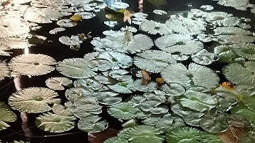 Yandex Cup Algorithm Qualification 2025 Ritam Banerjee