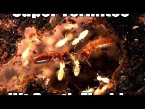 Video: È necessario il pretrattamento della termite?