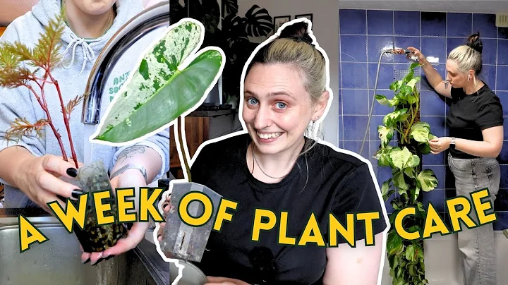 Relaxing Plant Care Vlog 🌿 potting my philodendron ilsemanii, pest treating, begonia props & more