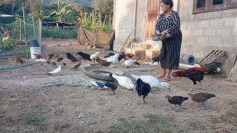 nyob zoo os los saib kuv pub qaib os 25/12/24