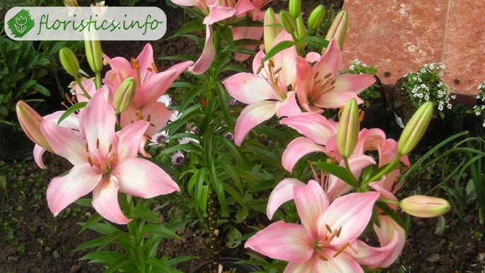 Екатерина Маликова және мүшесі