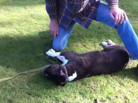 Video: Dog Cardiac Arrest - Cardiac Arrest Dog Treatment