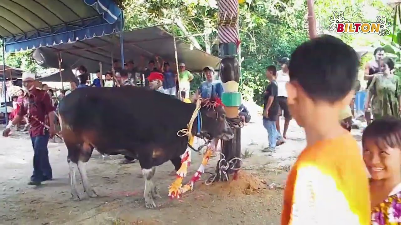 Karungut Hapapas Bukas Bartel Tuges Bahui | Marapit | Bilton