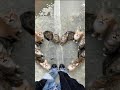 Cute Cats Sitting in a Heart Shape ❤️ Viral Cat Short|Cutest Cat Moment Ever#Shorts#viralcats#cutcat