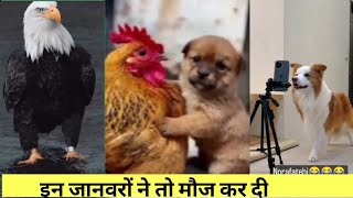 Most Trending Animal Videos - Funniest Cats and Dogs 2023 | Pets Island इन जानवरों ने तो मौज कर दी 🤣