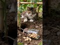Tabby cat waiting for mouse to eat peanuts. #catlife #cat #cute 🐱🐱🐹🐹 #birds #mousemurah #catlife