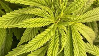 Michigan Bros. Grow Show/ Twenty20 Great Lakes Growoff 2020