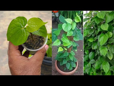 पान का पौधा फ्री में उगने का तरीका जान लो।
