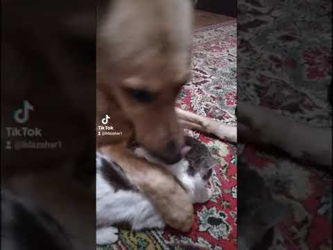 Головомойка коту.#Shorts