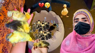 My Duck Babies Are No More 💔😭