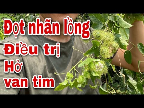 Video: Làm thế nào để Hoa Lạc tiên bao phủ bên ngoài