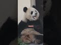 蓬蓬臉炫果果！💖🐼渝愛 #大熊貓 #cute panda short  