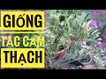 cây tắc cẩm thạch