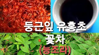 둥근잎 유홍초꽃차 만들기&소변이 콸콸콸&부기가 쪽~빠지는 산야초~