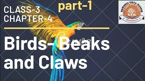Class-3 Science chapter-4 Birds- Beaks and Claws part-1