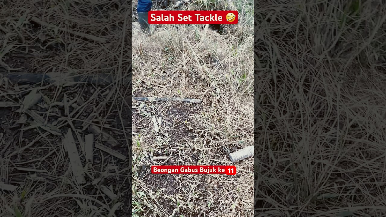 Lagi Ngakalin beongan gabus ke 11 🤣 
