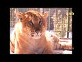 Persian Wild Cats Tigon جفت گیری ببر نر و شیر ماده و تولد سه توله تایگون نادر 