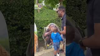 How Much Force Is Exerted On An Animal? 🐅