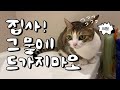 고양이가 화장실 앞에서 우는 진짜 이유 (feat. 수의사)