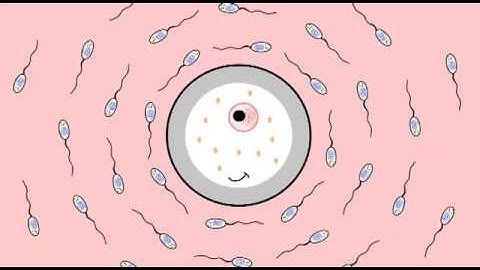 Meiosis Song by Peter Weatherall