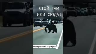 #Позитив в ленту! #СмешныеЖивотные #Юмор  #ПриколыСЖивотными #СмешноеВидео #ВирусноеВидео